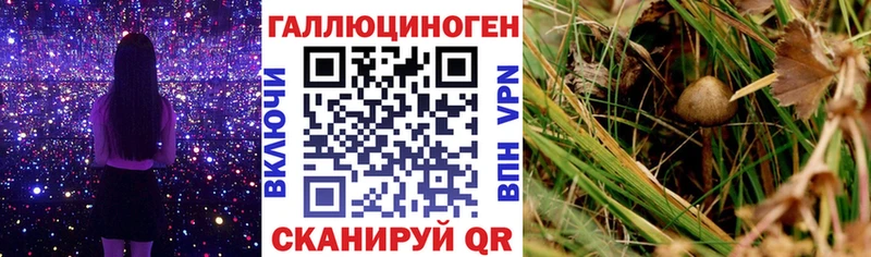 Псилоцибиновые грибы Psilocybe  Купить  Копейск 